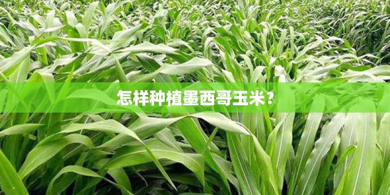 怎样种植墨西哥玉米？