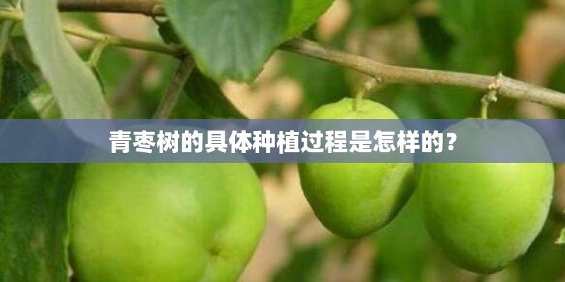 青枣树的具体种植过程是怎样的？