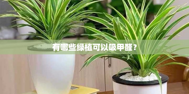有哪些绿植可以吸甲醛？