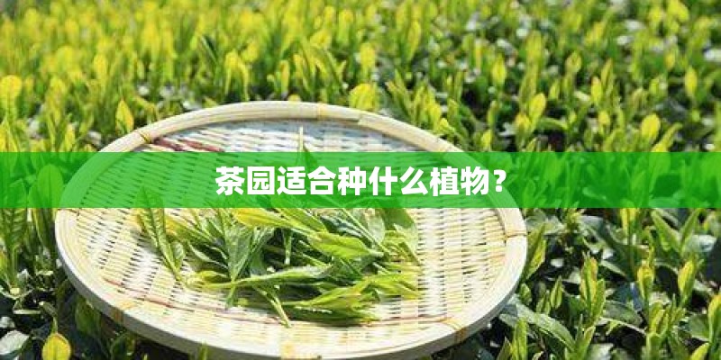 茶园适合种什么植物？