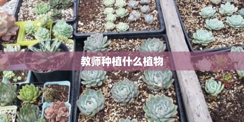 教师种植什么植物