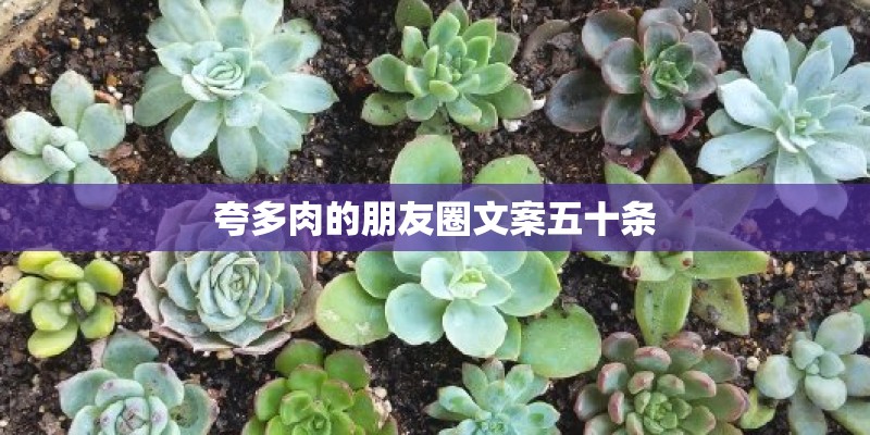 夸多肉的朋友圈文案五十条