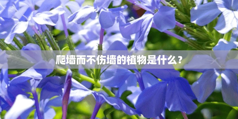 爬墙而不伤墙的植物是什么？