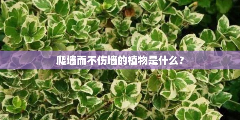 爬墙而不伤墙的植物是什么？