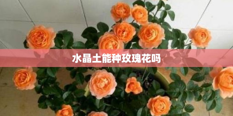 水晶土能种玫瑰花吗
