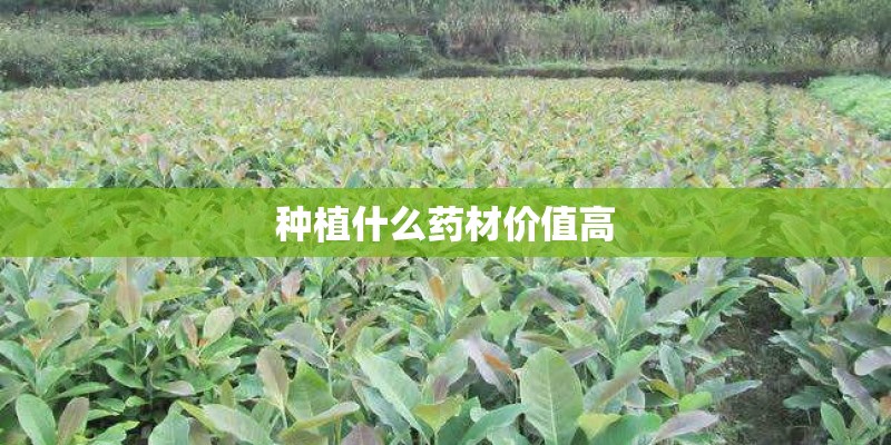 种植什么药材价值高