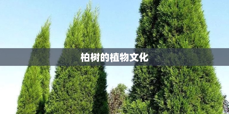 柏树的植物文化