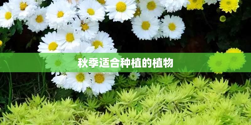秋季适合种植的植物