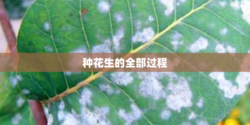 种花生的全部过程