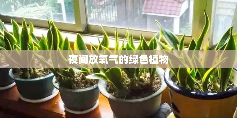 夜间放氧气的绿色植物