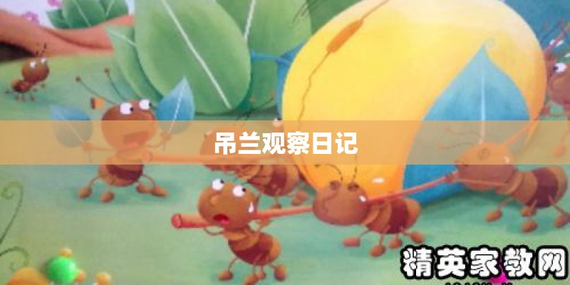 吊兰观察日记