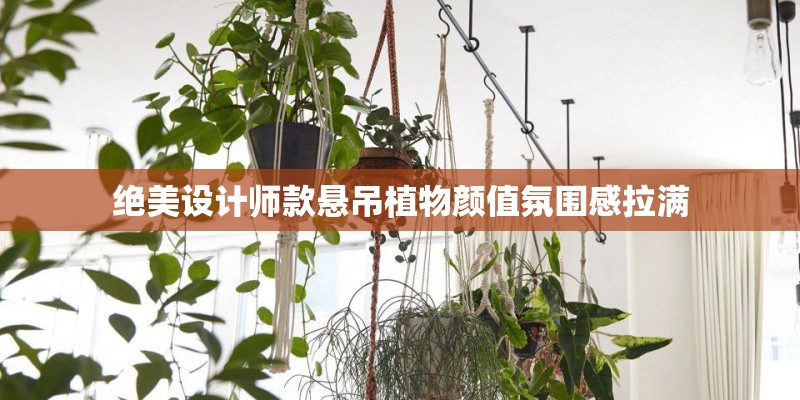 绝美设计师款悬吊植物颜值氛围感拉满