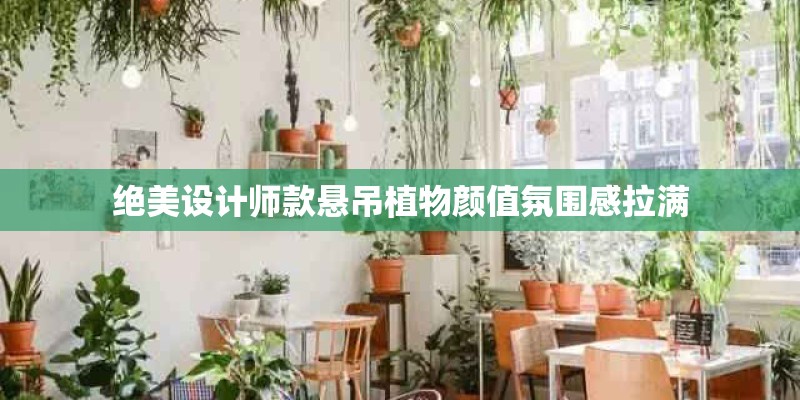 绝美设计师款悬吊植物颜值氛围感拉满