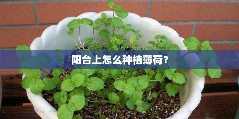 阳台上怎么种植薄荷？