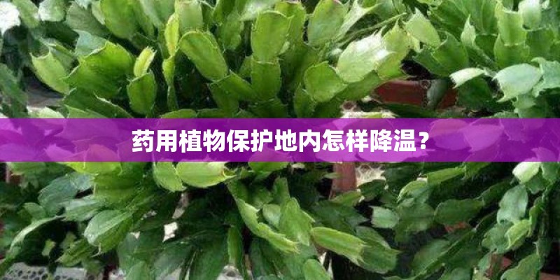 药用植物保护地内怎样降温？