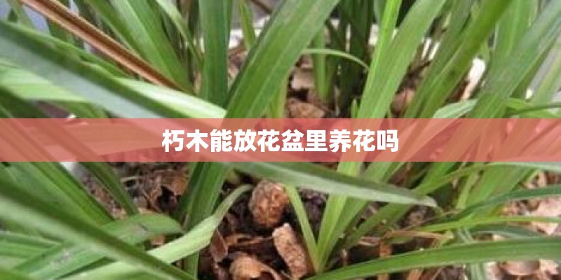 朽木能放花盆里养花吗