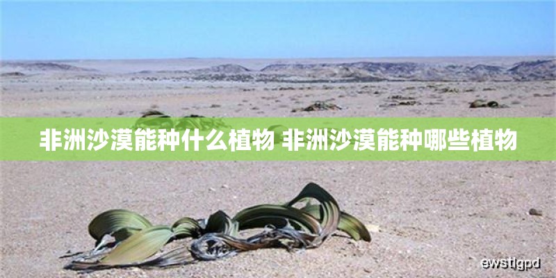非洲沙漠能种什么植物 非洲沙漠能种哪些植物