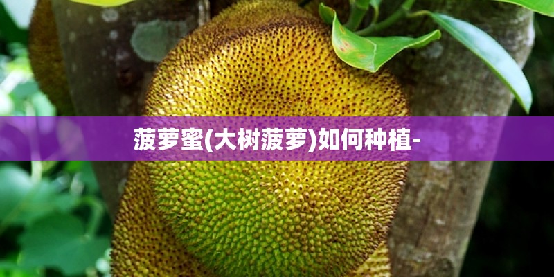 菠萝蜜(大树菠萝)如何种植-
