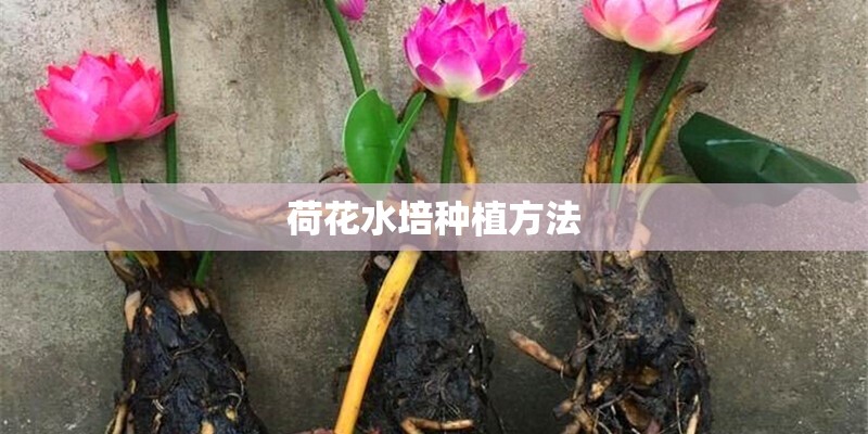 荷花水培种植方法 荷花水培种植方法