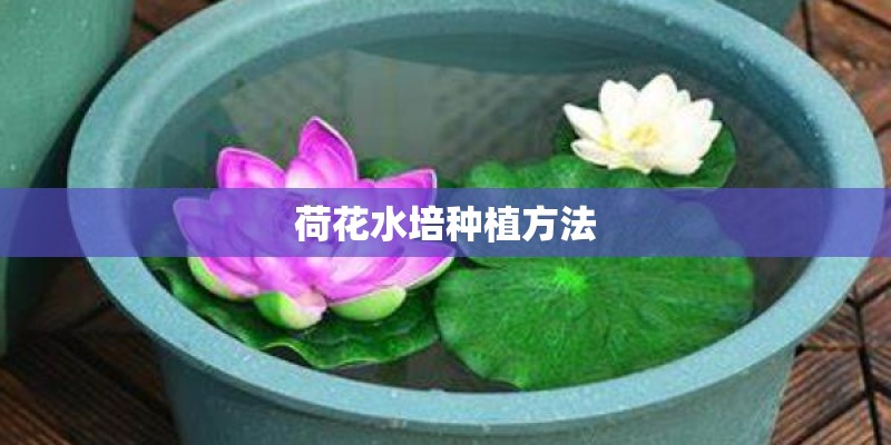 荷花水培种植方法 荷花水培种植方法