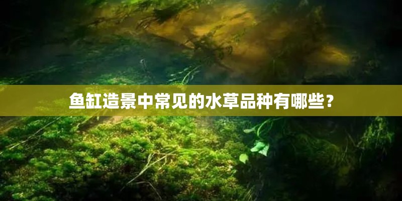 鱼缸造景中常见的水草品种有哪些？