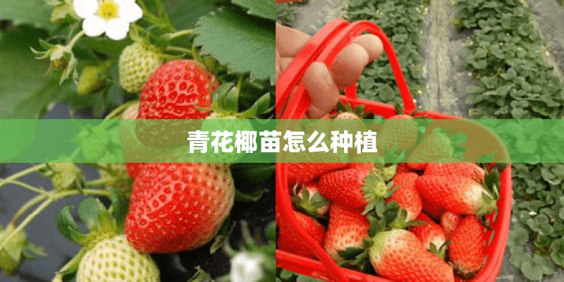 青花椰苗怎么种植