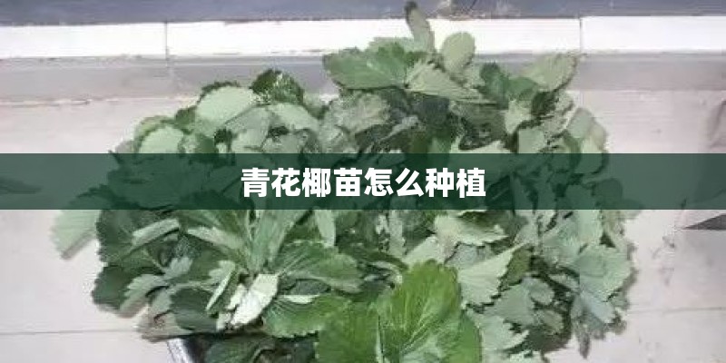 青花椰苗怎么种植