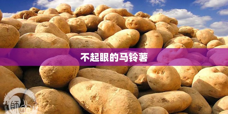 不起眼的马铃薯