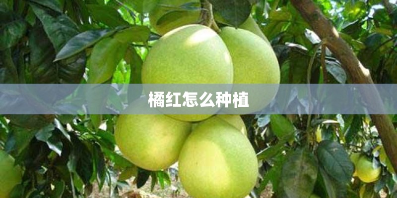 橘红怎么种植