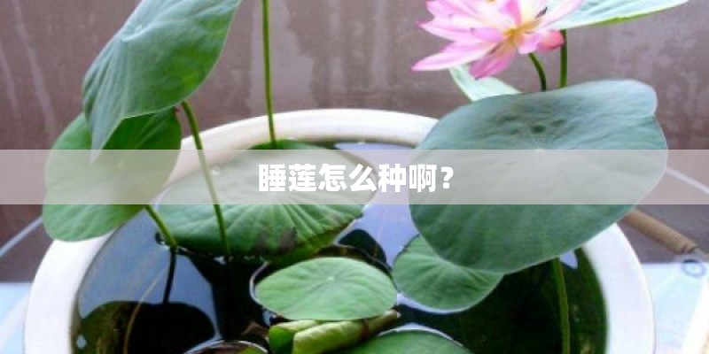 睡莲怎么种啊？