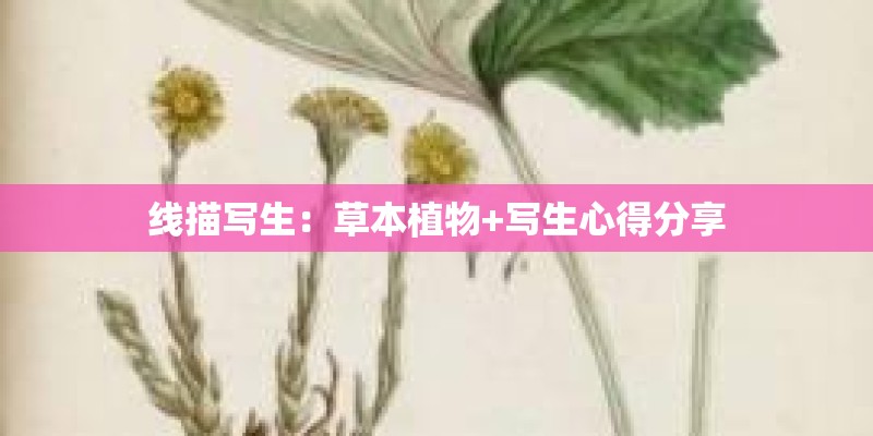 线描写生：草本植物+写生心得分享