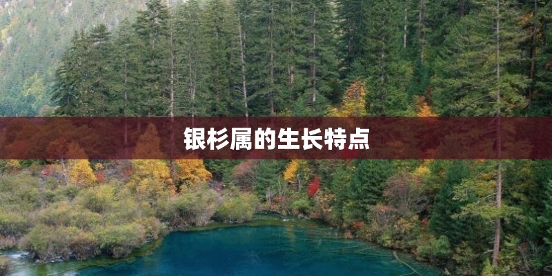 银杉属的生长特点
