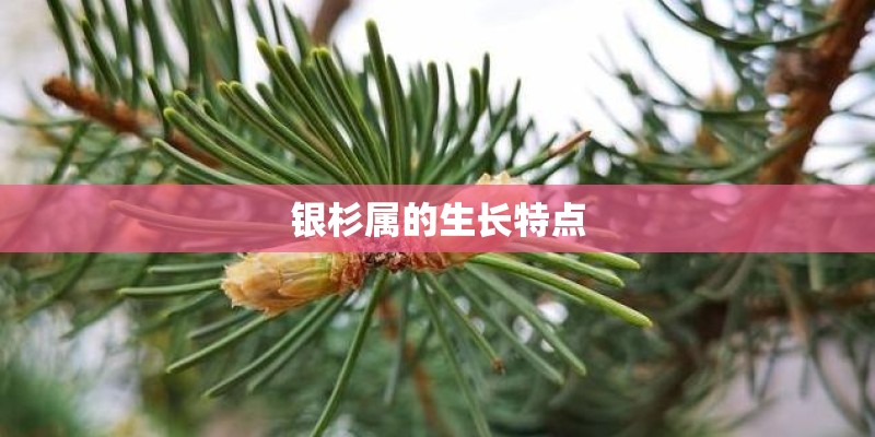 银杉属的生长特点