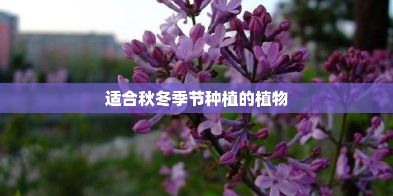 适合秋冬季节种植的植物