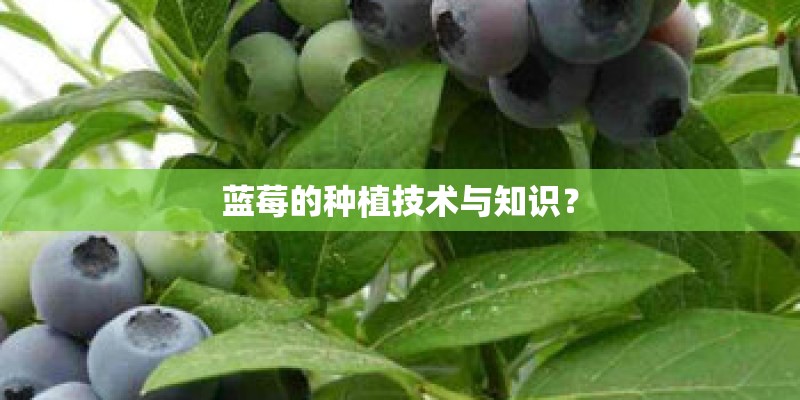 蓝莓的种植技术与知识？
