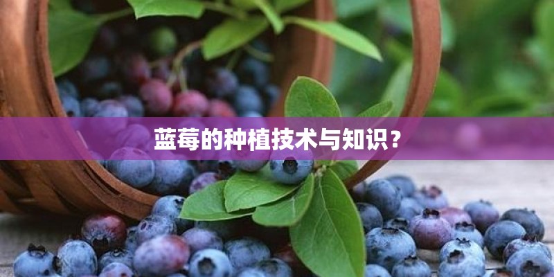 蓝莓的种植技术与知识？