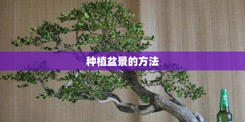 种植盆景的方法