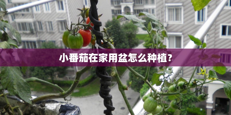 小番茄在家用盆怎么种植？