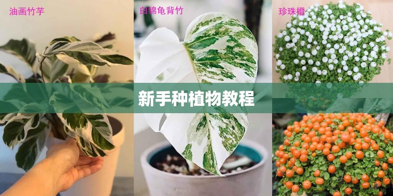 新手种植物教程
