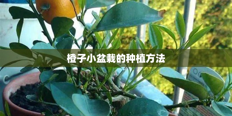 橙子小盆栽的种植方法