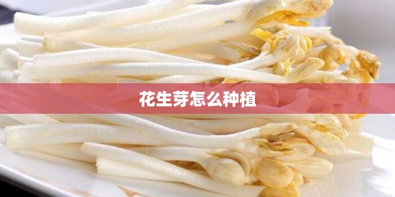 花生芽怎么种植