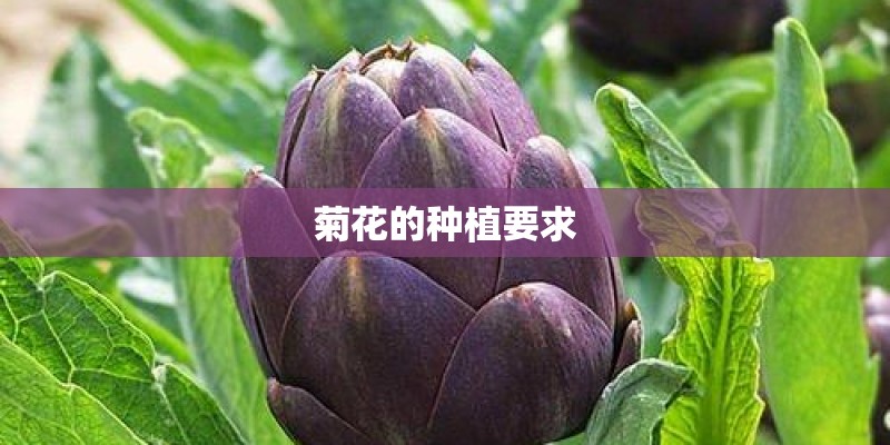 菊花的种植要求
