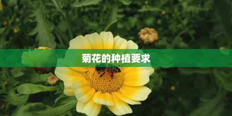 菊花的种植要求