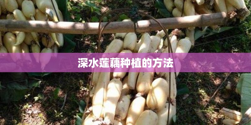 深水莲藕种植的方法