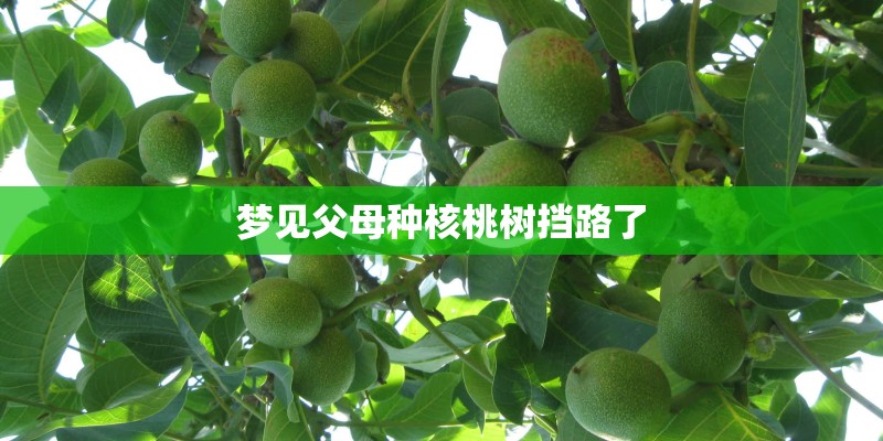 梦见父母种核桃树挡路了