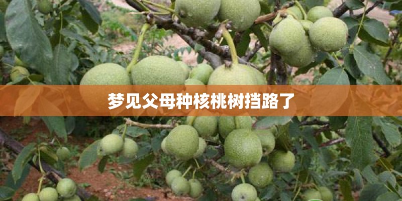 梦见父母种核桃树挡路了