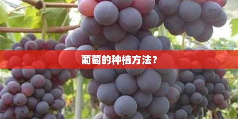 葡萄的种植方法？