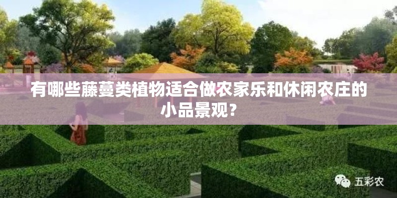 有哪些藤蔓类植物适合做农家乐和休闲农庄的小品景观？