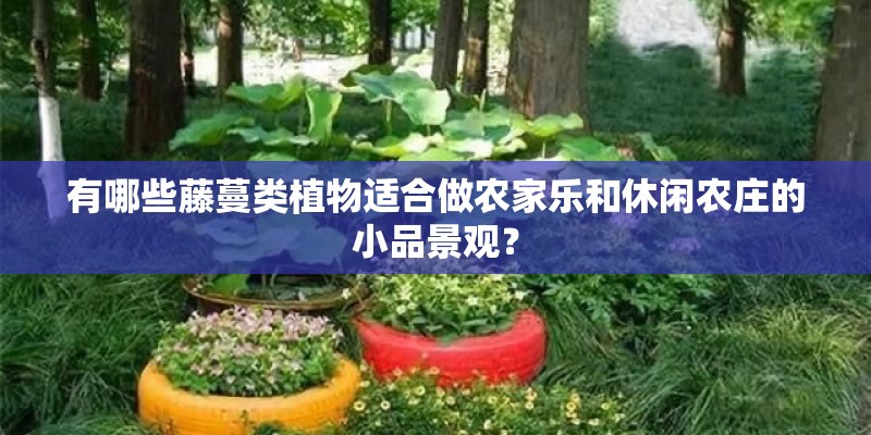 有哪些藤蔓类植物适合做农家乐和休闲农庄的小品景观？