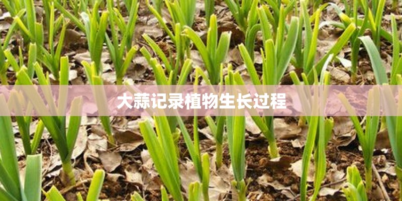 大蒜记录植物生长过程